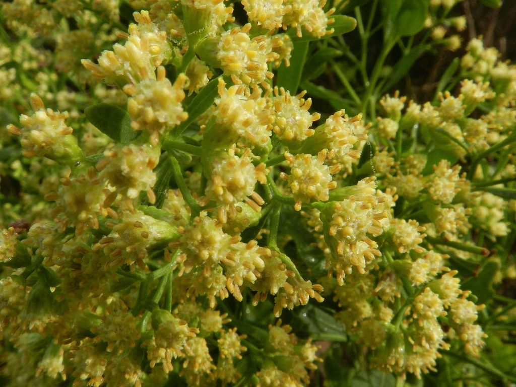 Baccharis halimifolia / Baccaris