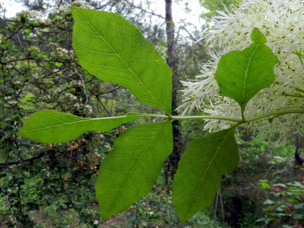 Fraxinus ornus