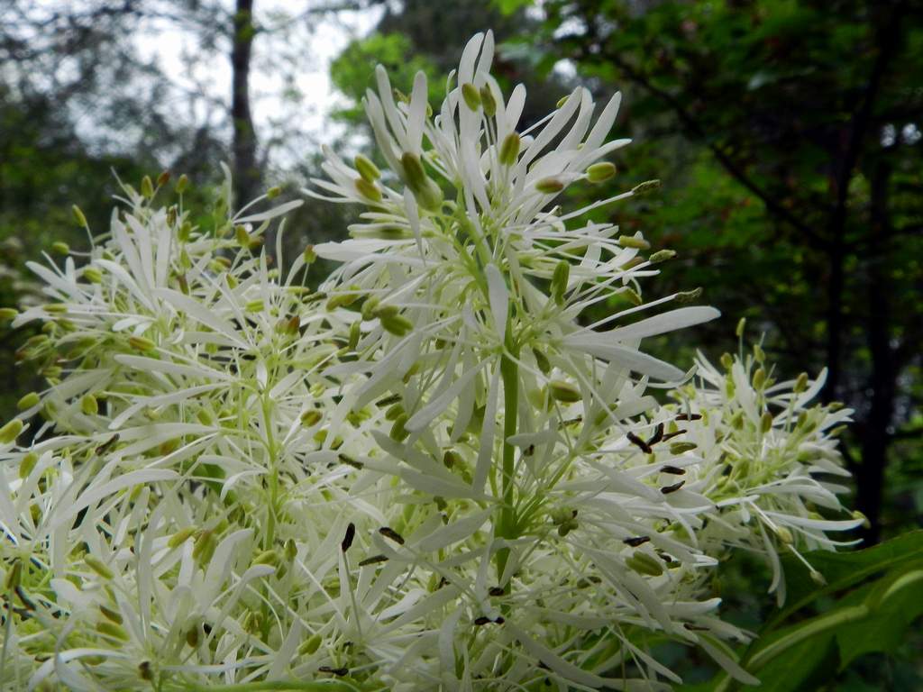 Fraxinus ornus