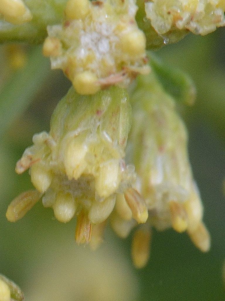 Baccharis halimifolia / Baccaris