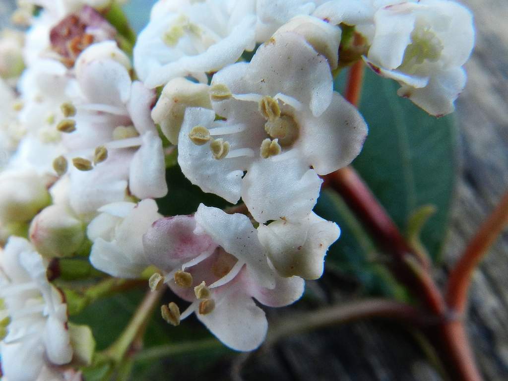 Viburnum tinus