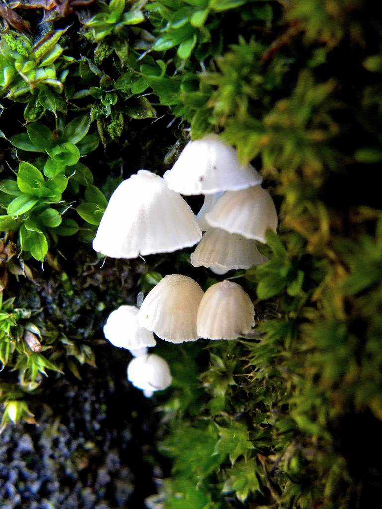 Mycena sp.