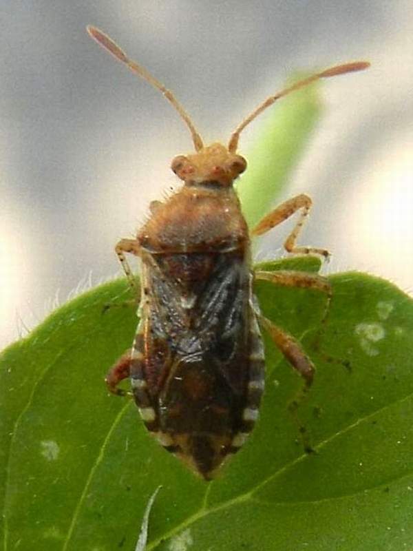 Rhopalidae: Rhopalus subrufus del Veneto (VE)