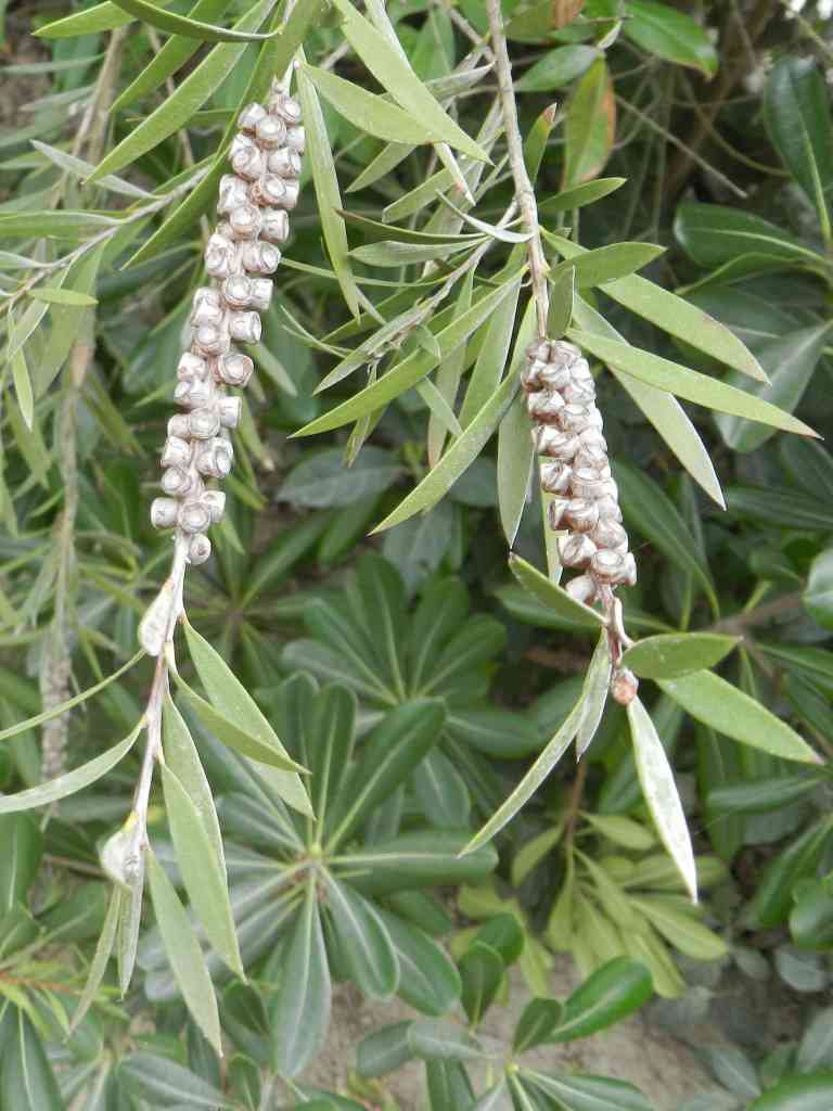 Callistemon sp. (Myrtaceae)