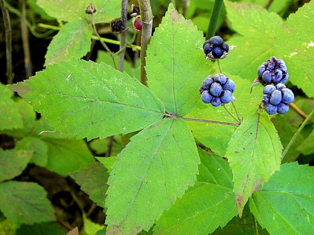 Rubus sp. da identificare