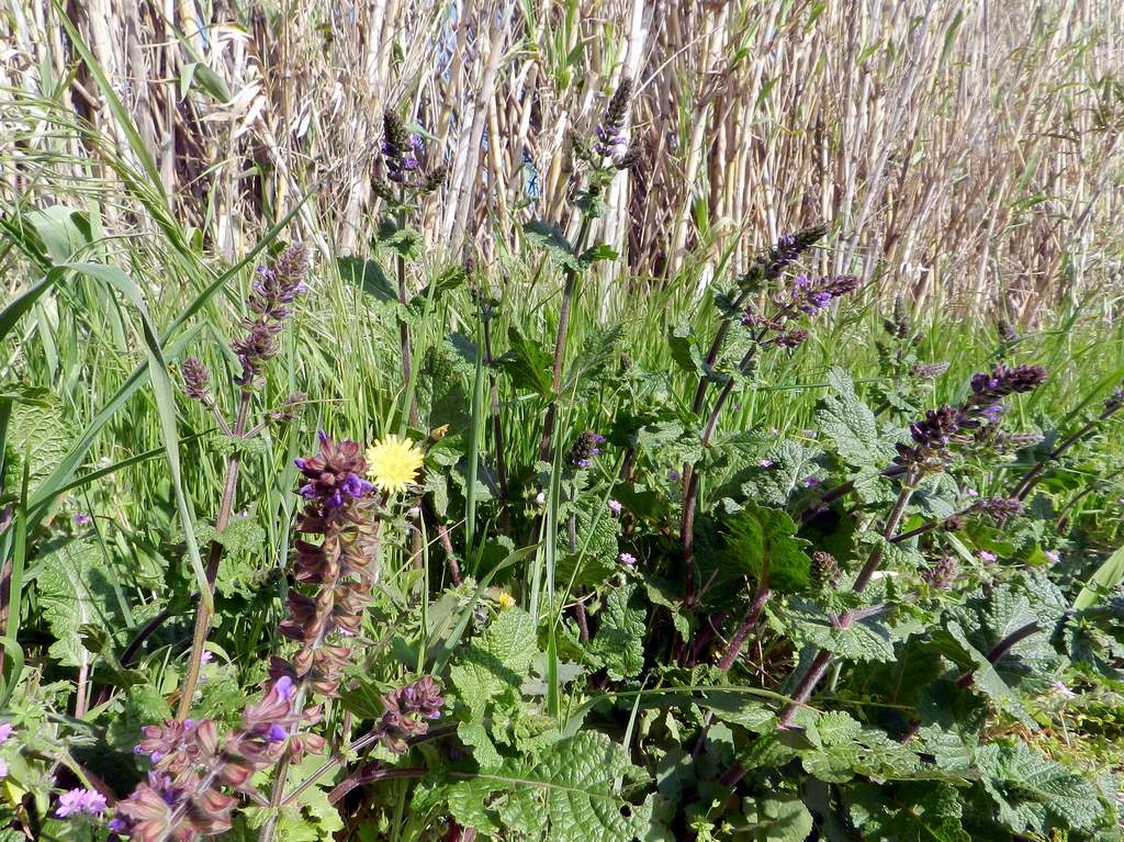 Salvia verbenaca