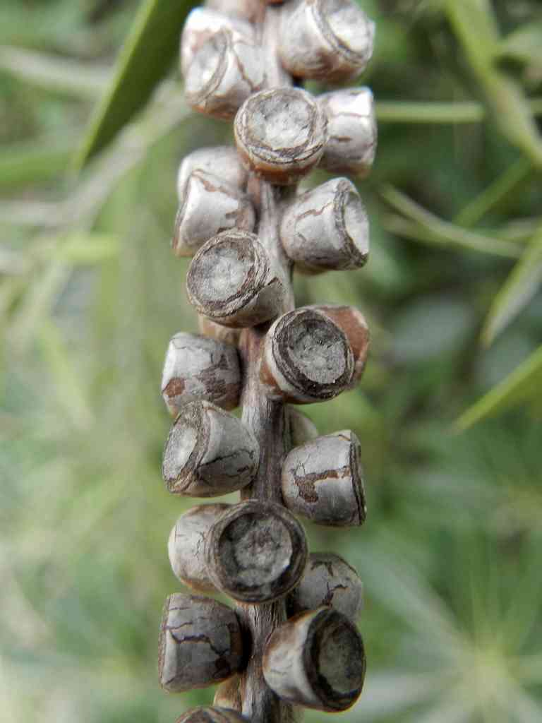 Callistemon sp. (Myrtaceae)