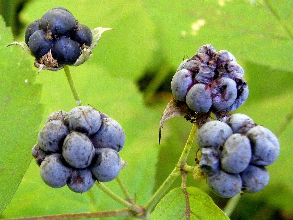 Rubus sp. da identificare