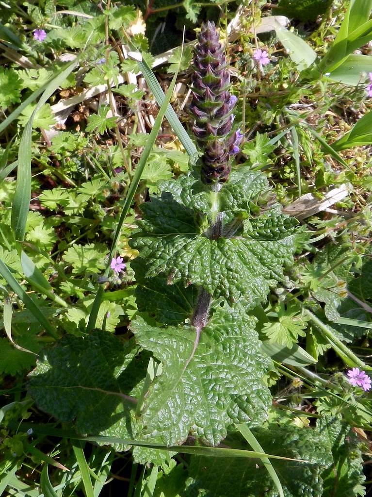 Salvia verbenaca