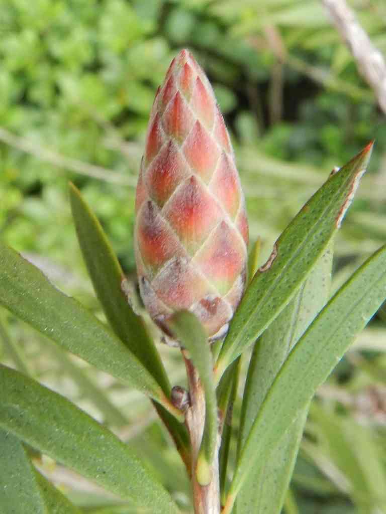 Callistemon sp. (Myrtaceae)