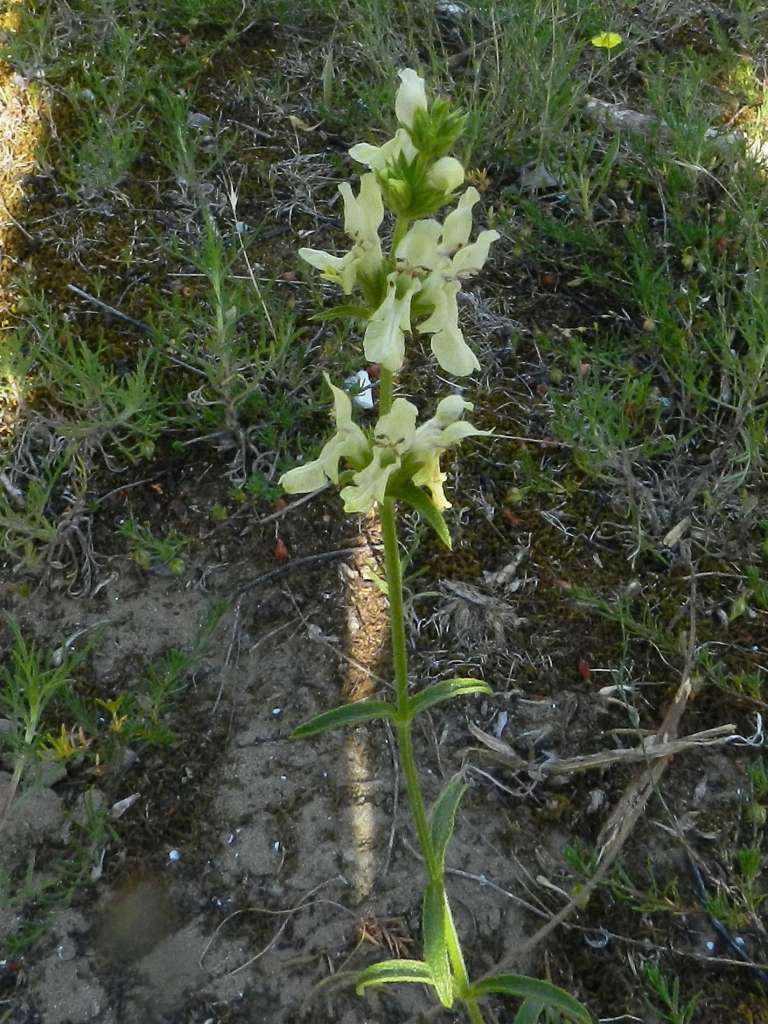 Stachys recta subsp. subcrenata / Stregona gialla