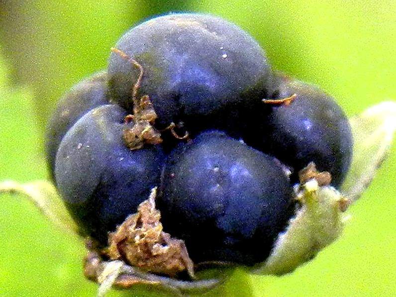 Rubus sp. da identificare