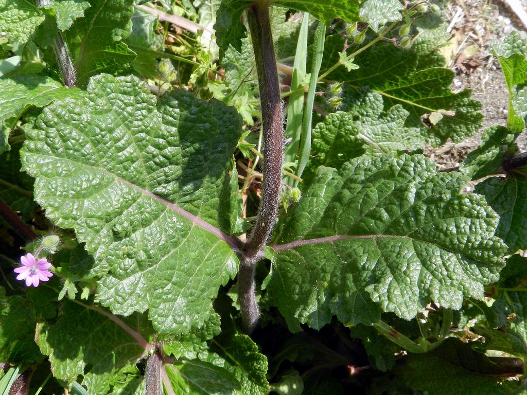 Salvia verbenaca