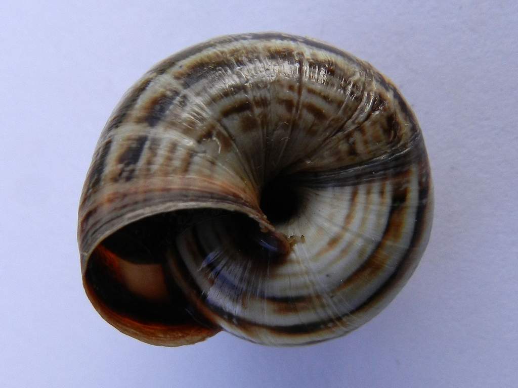 Cernuella virgata (Da Costa, 1778) da confermare