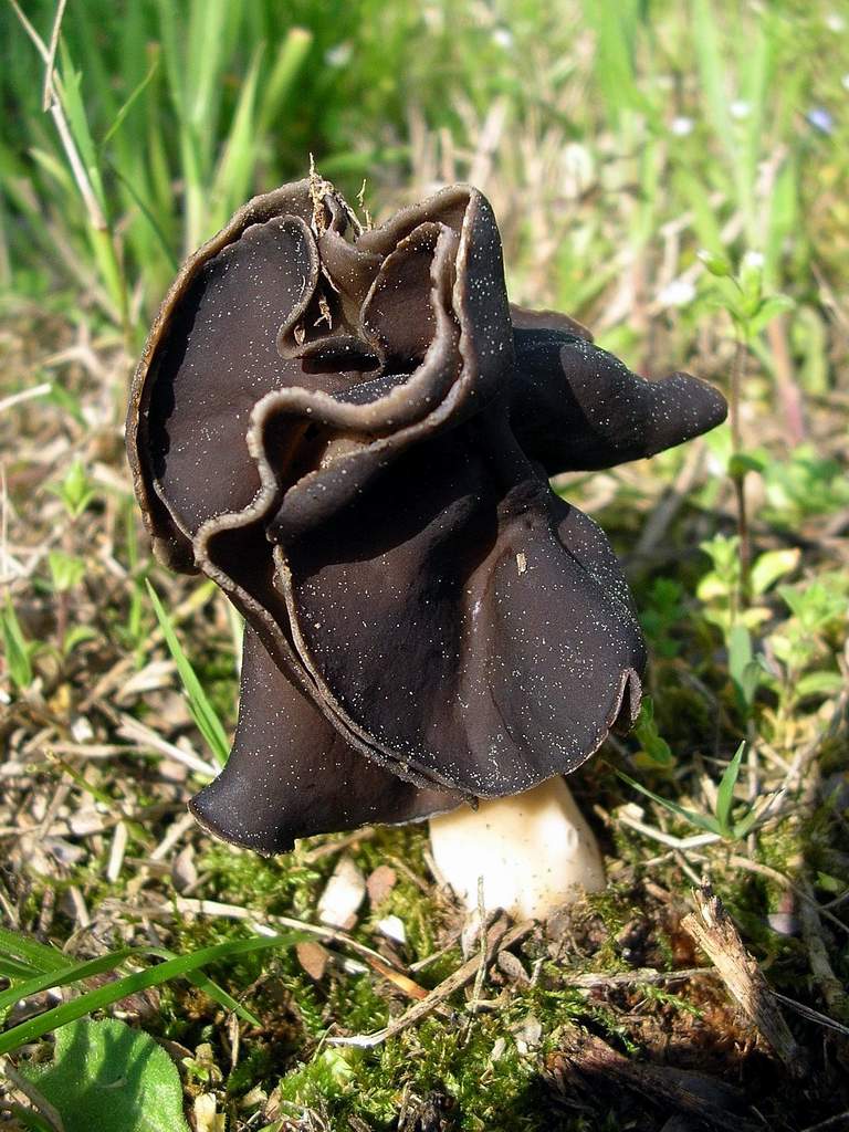 Helvella sp. da identificare