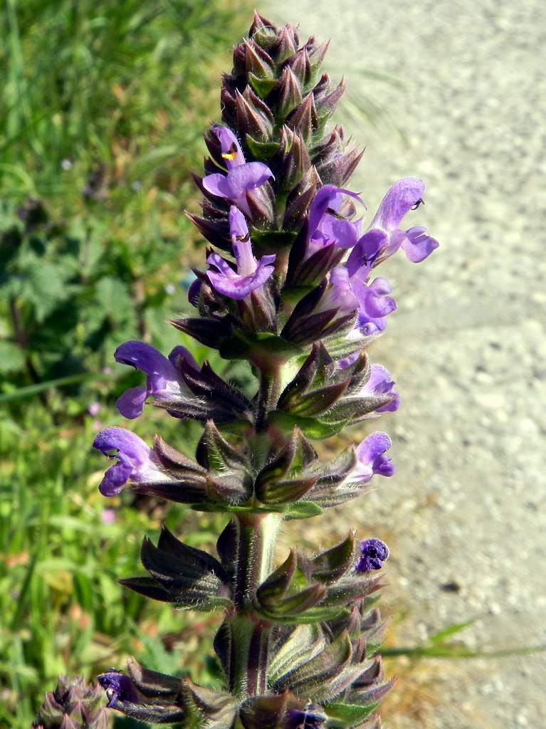 Salvia verbenaca