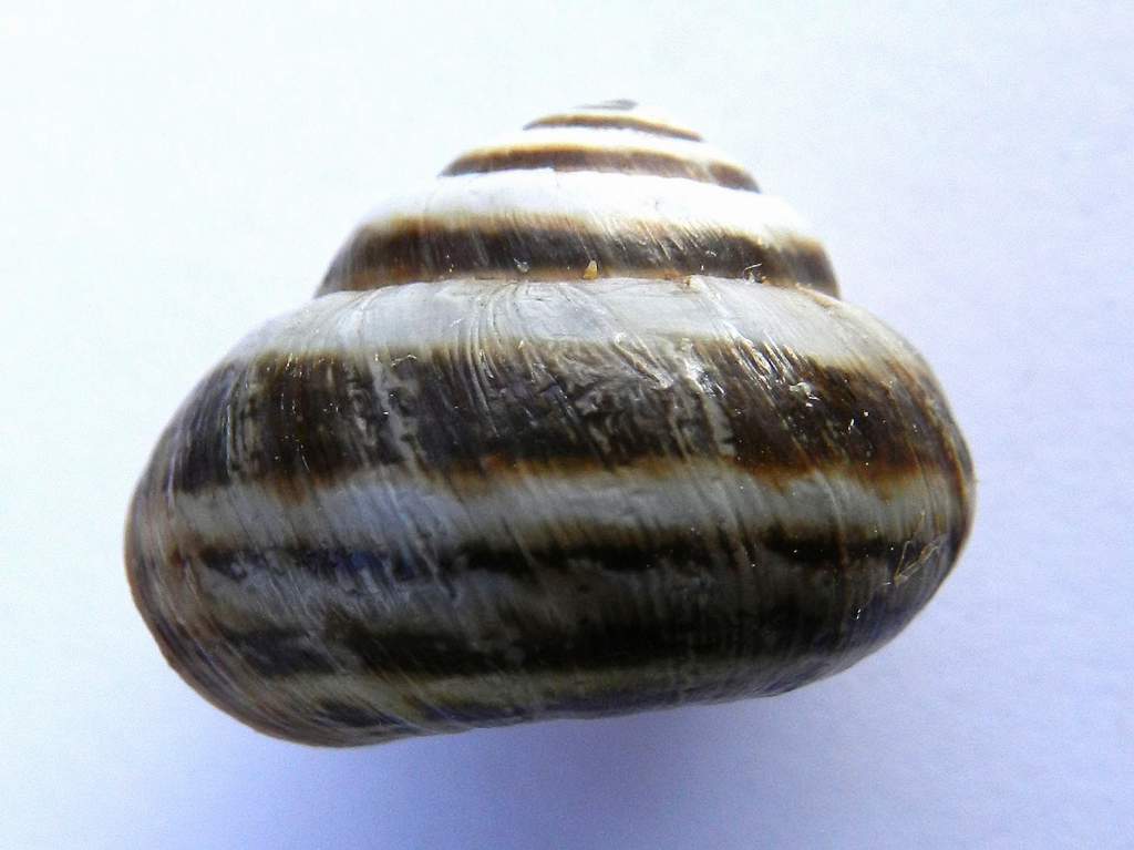 Cernuella virgata (Da Costa, 1778) da confermare