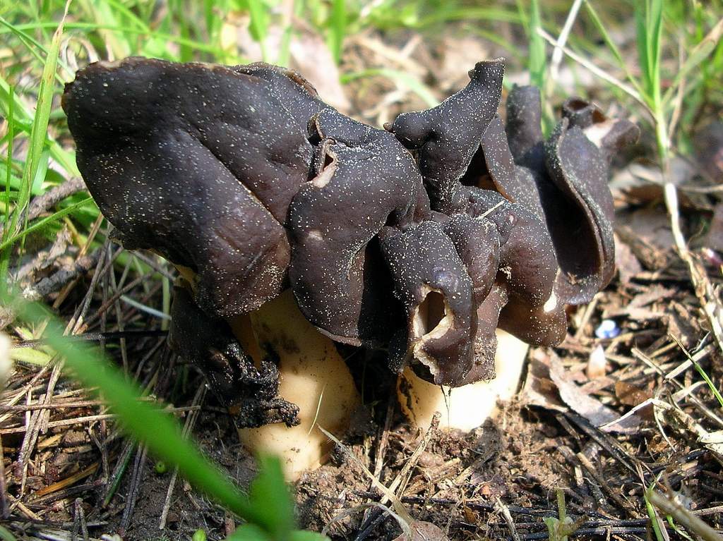 Helvella sp. da identificare