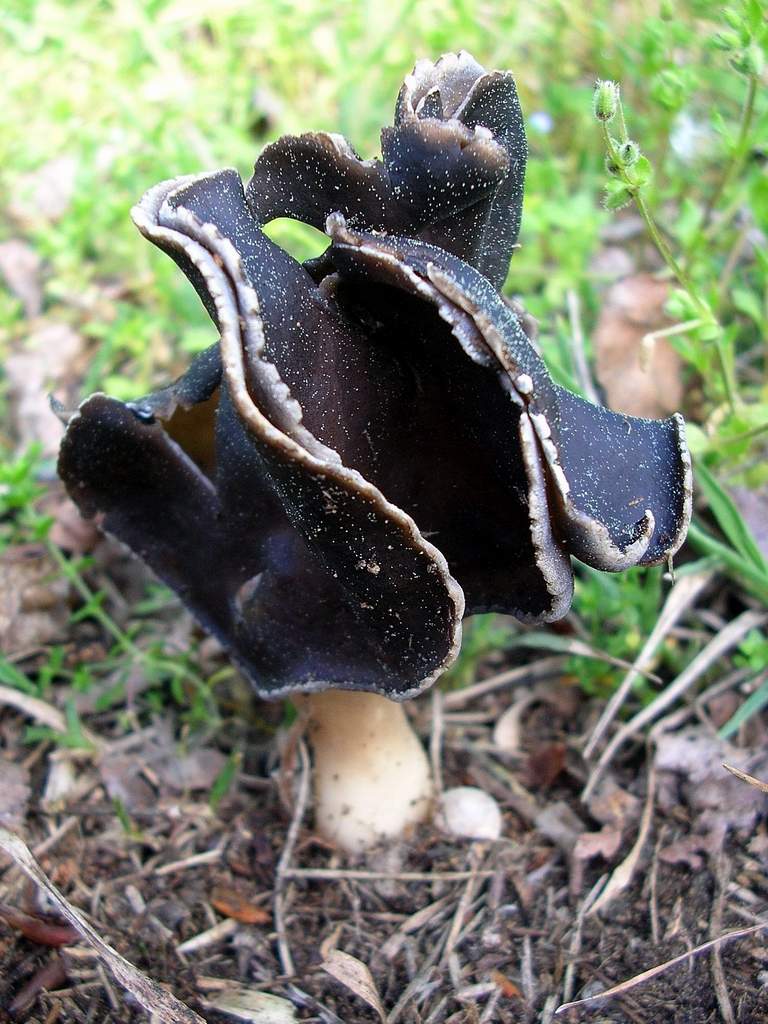 Helvella sp. da identificare