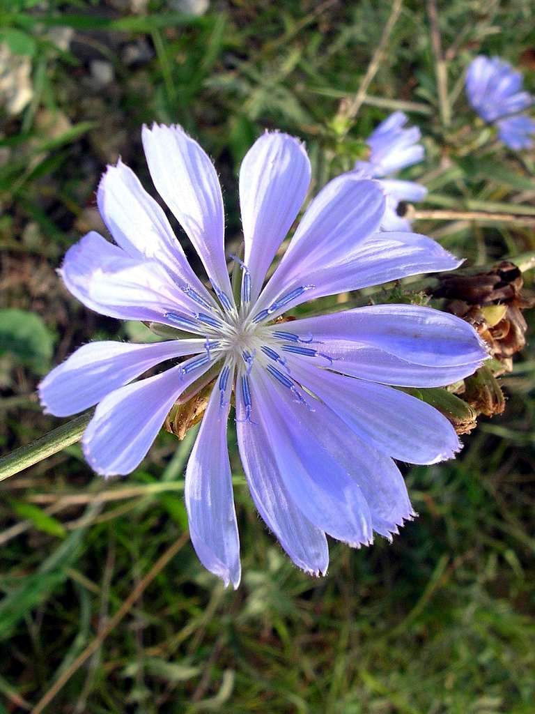 Lido di Venezia : Cichorium intybus