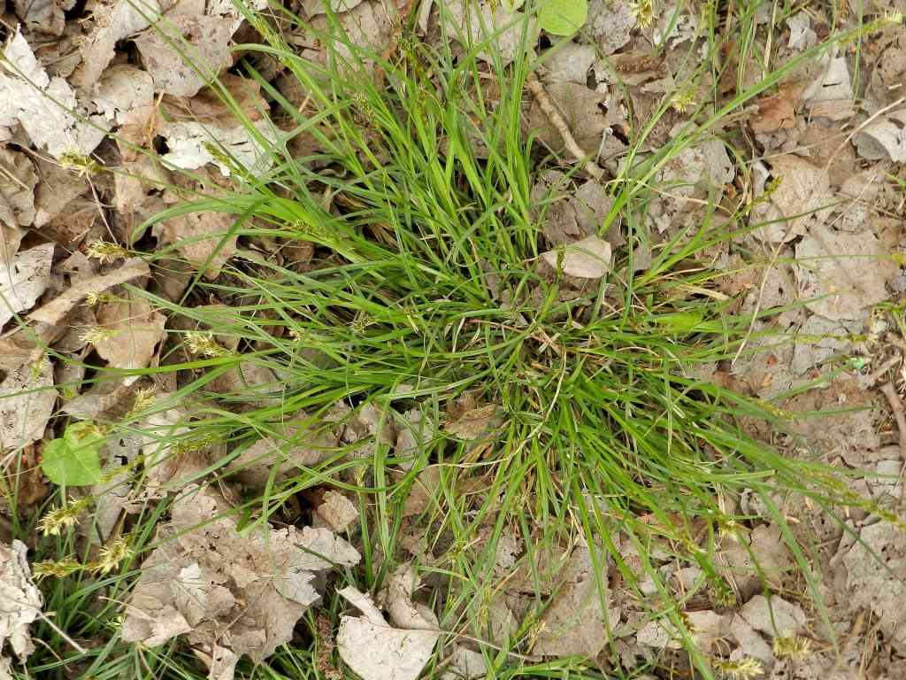 Cyperaceae sp.