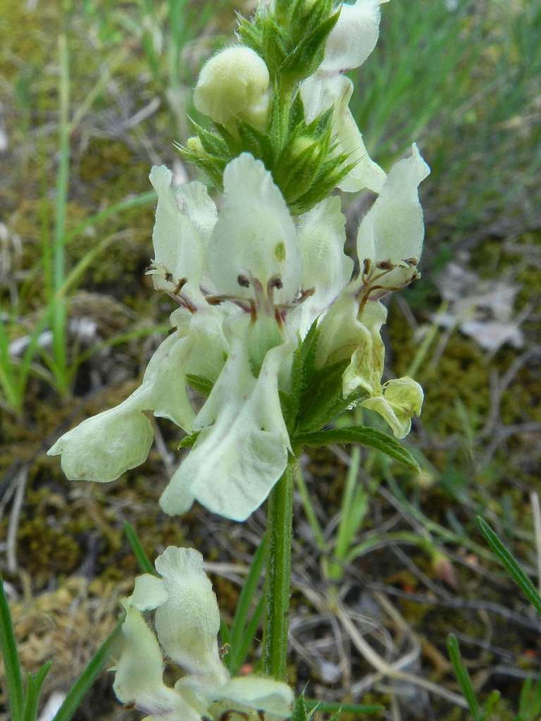 Stachys recta subsp. subcrenata / Stregona gialla