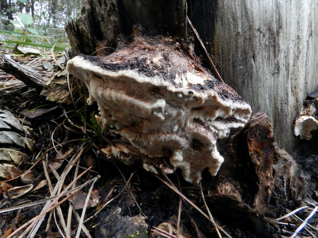 Polyporaceae sp.