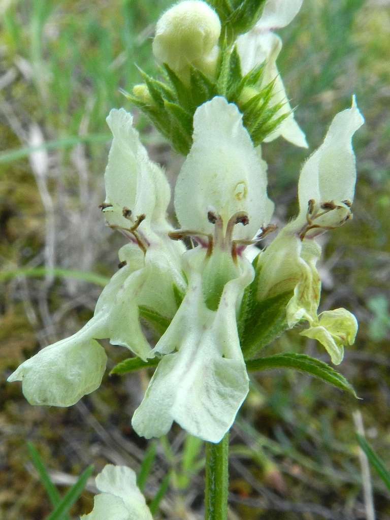 Stachys recta subsp. subcrenata / Stregona gialla