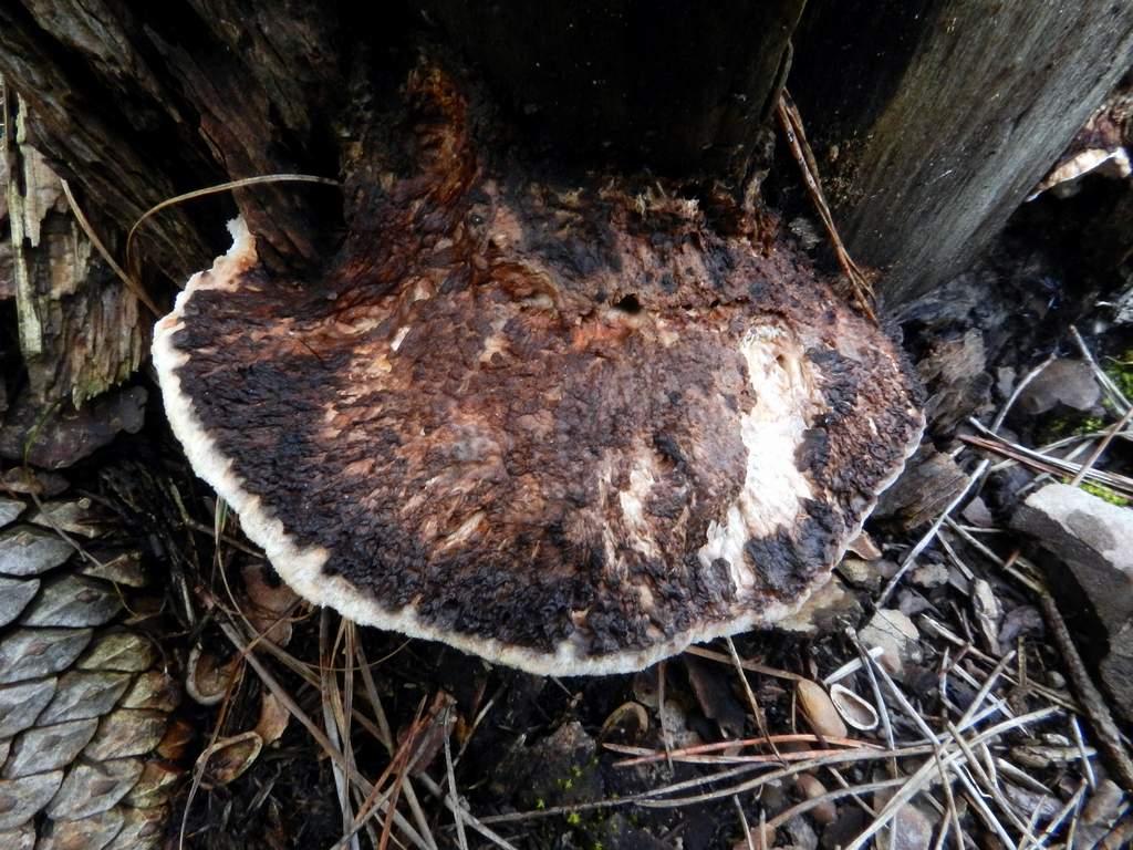 Polyporaceae sp.