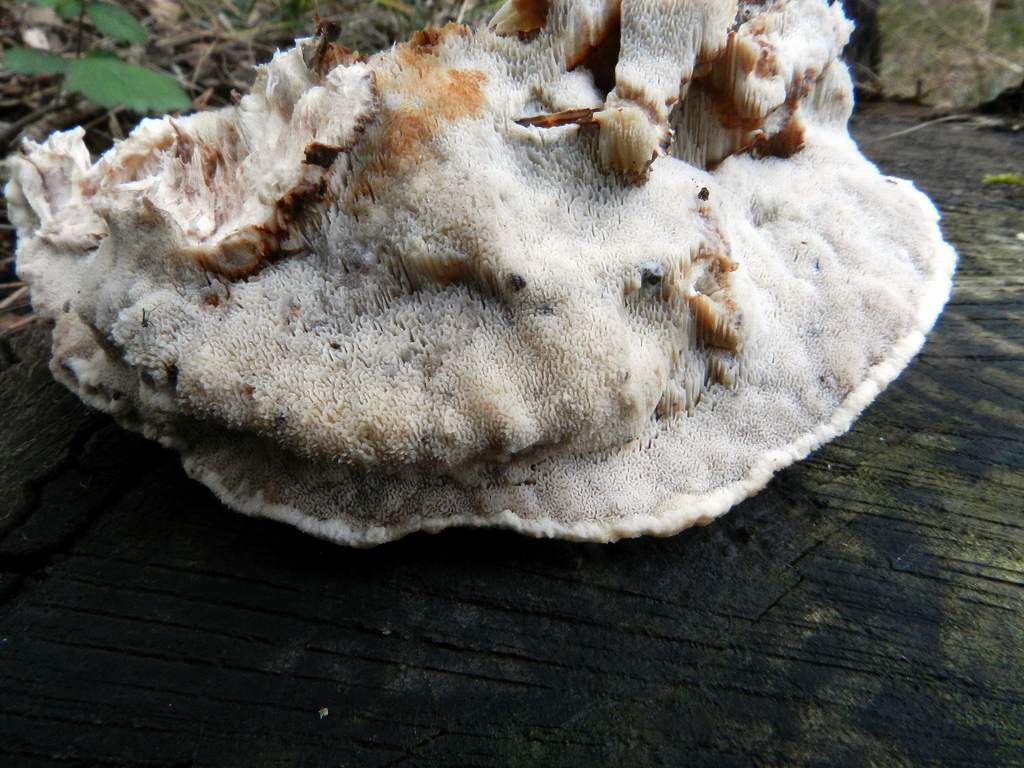 Polyporaceae sp.