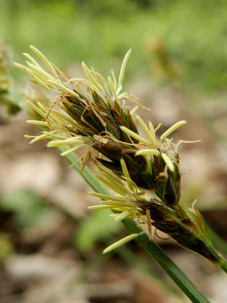 Cyperaceae sp.