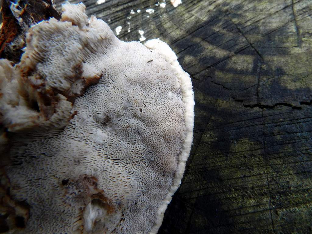 Polyporaceae sp.