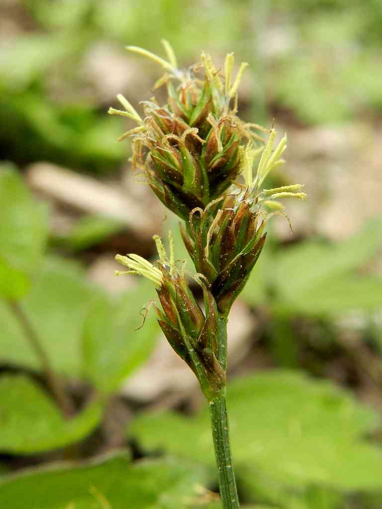 Cyperaceae sp.