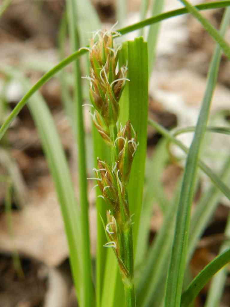 Cyperaceae sp.