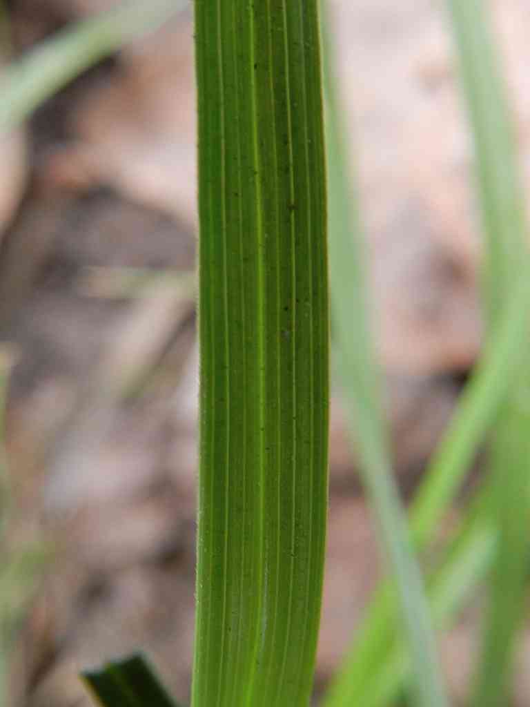 Cyperaceae sp.