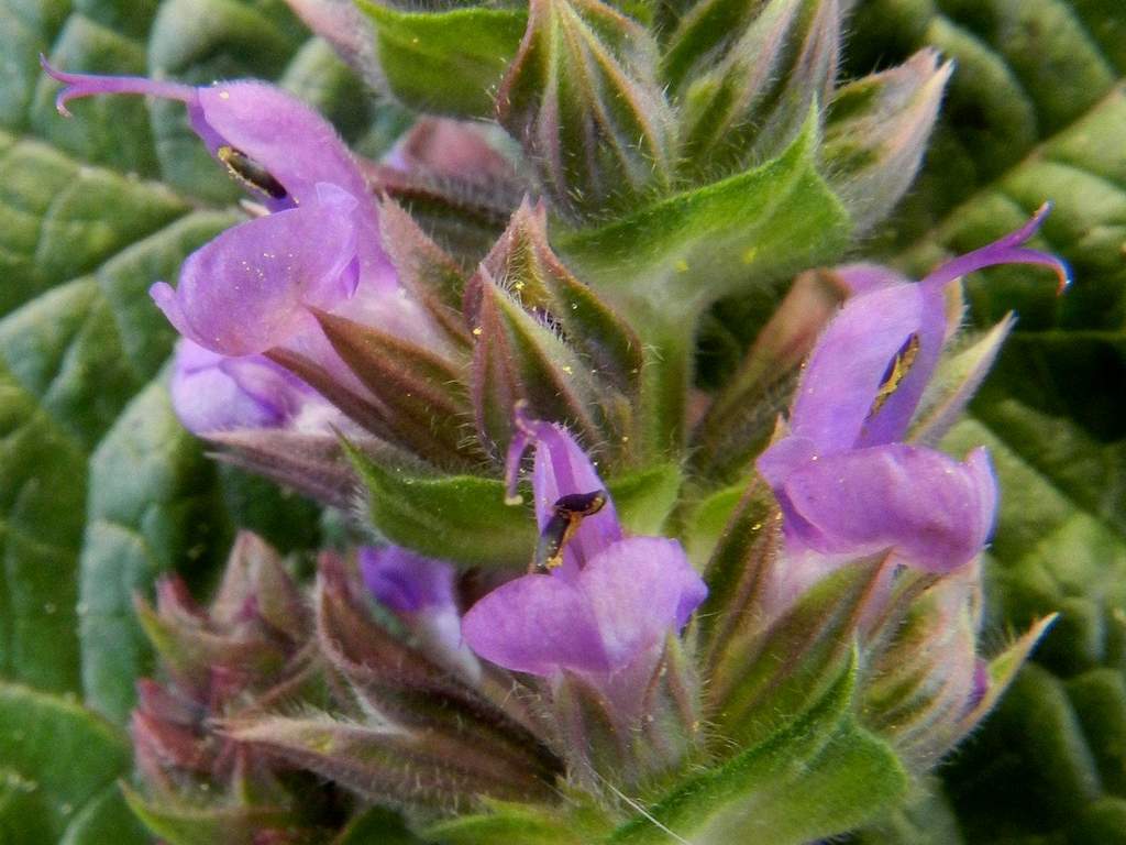 Salvia verbenaca