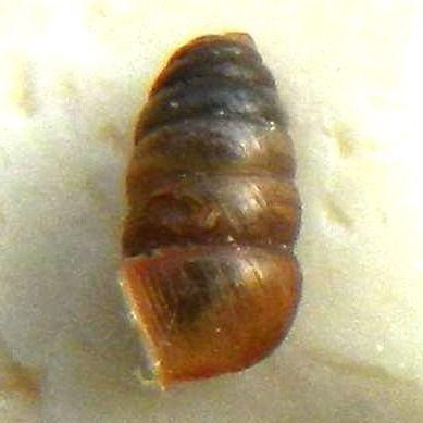 Chondrinidae sp. ? - da identificare