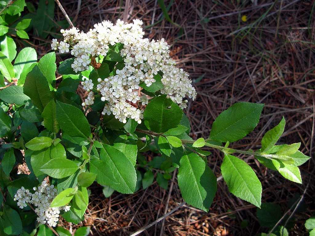 Pyracantha coccinea