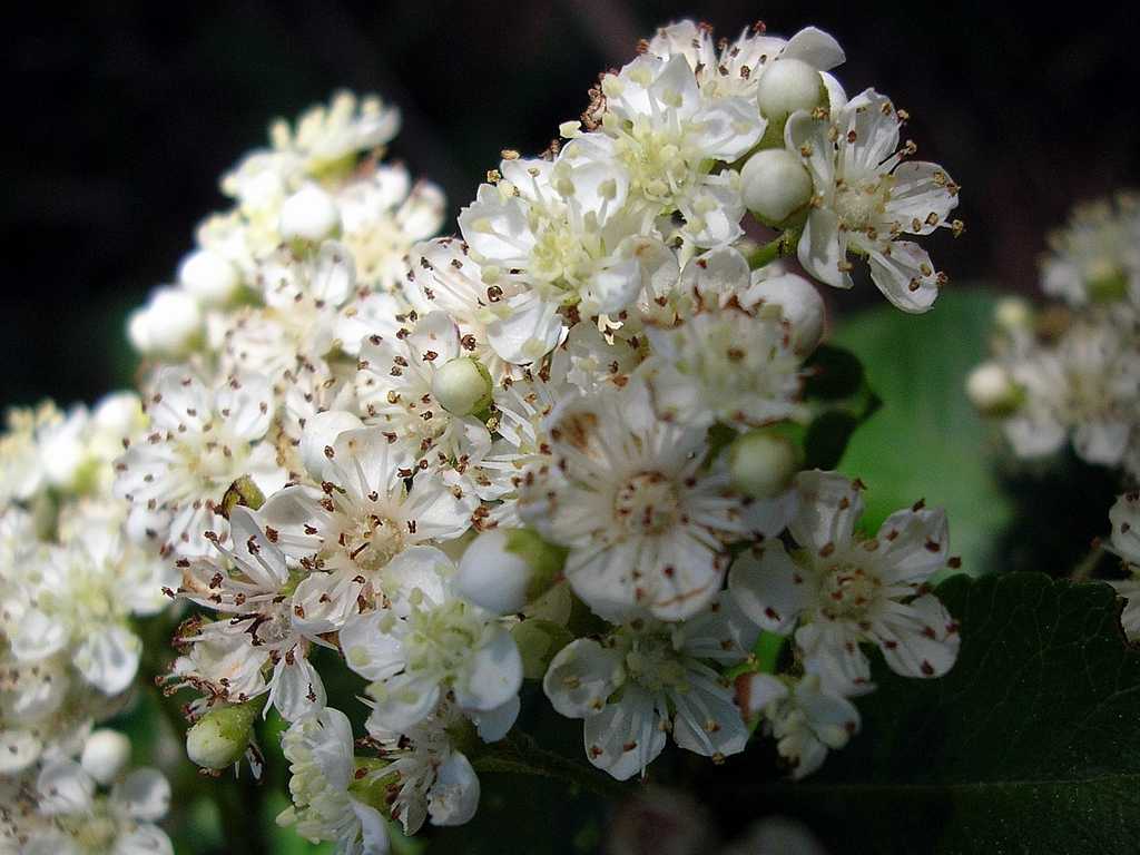 Pyracantha coccinea