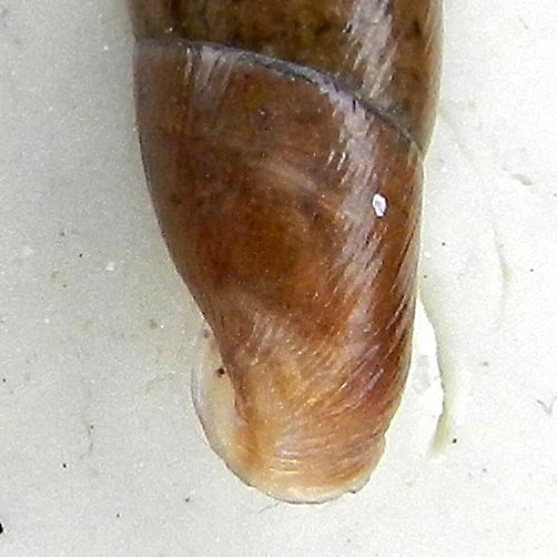 Clausiliidae sp. da identificare