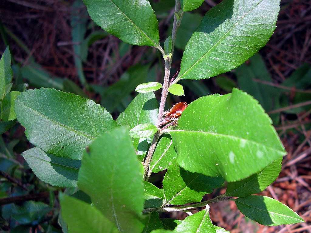 Pyracantha coccinea