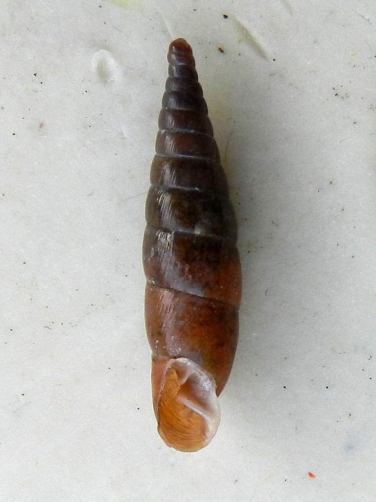 Clausiliidae sp. da identificare