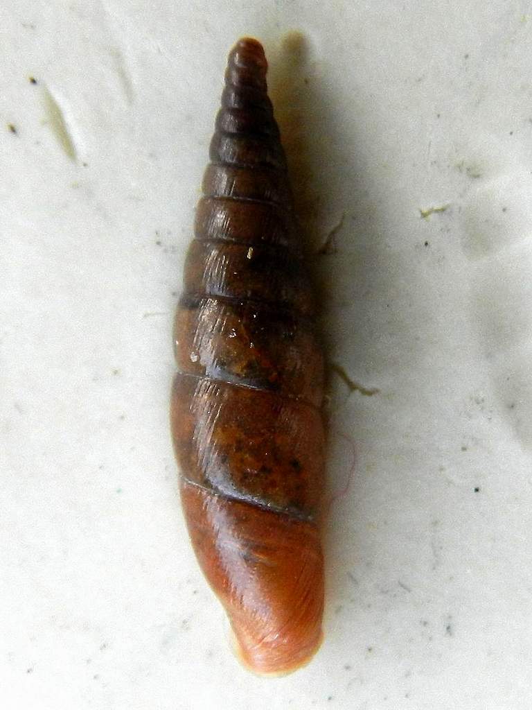 Clausiliidae sp. da identificare