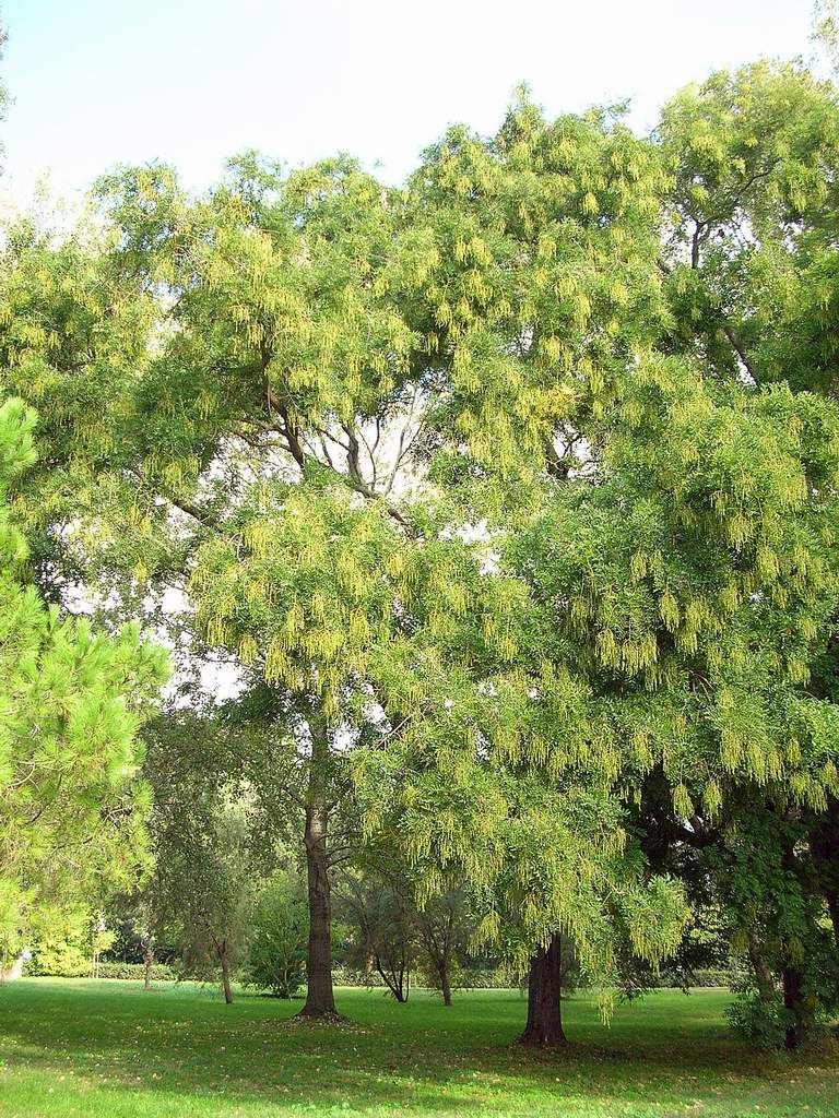 Che albero ? Styphnolobium japonicum (L.) Schott