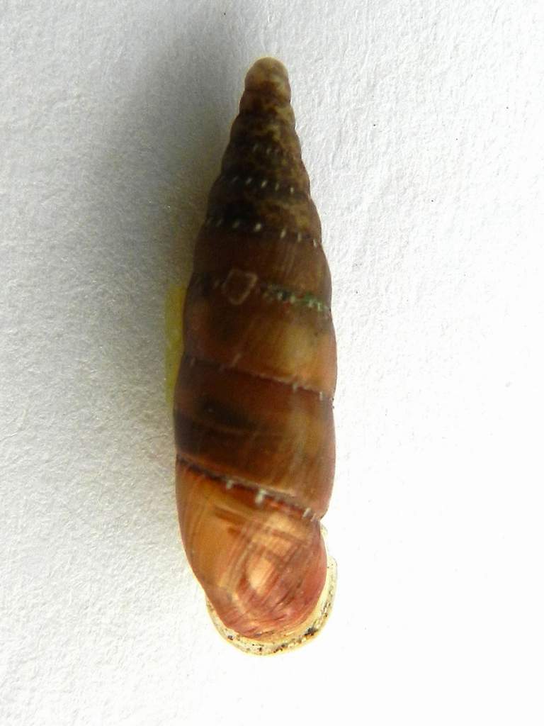 Clausiliidae sp. da identificare