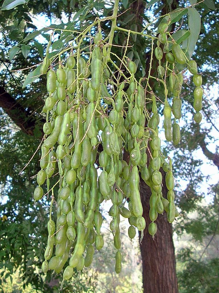 Che albero ? Styphnolobium japonicum (L.) Schott