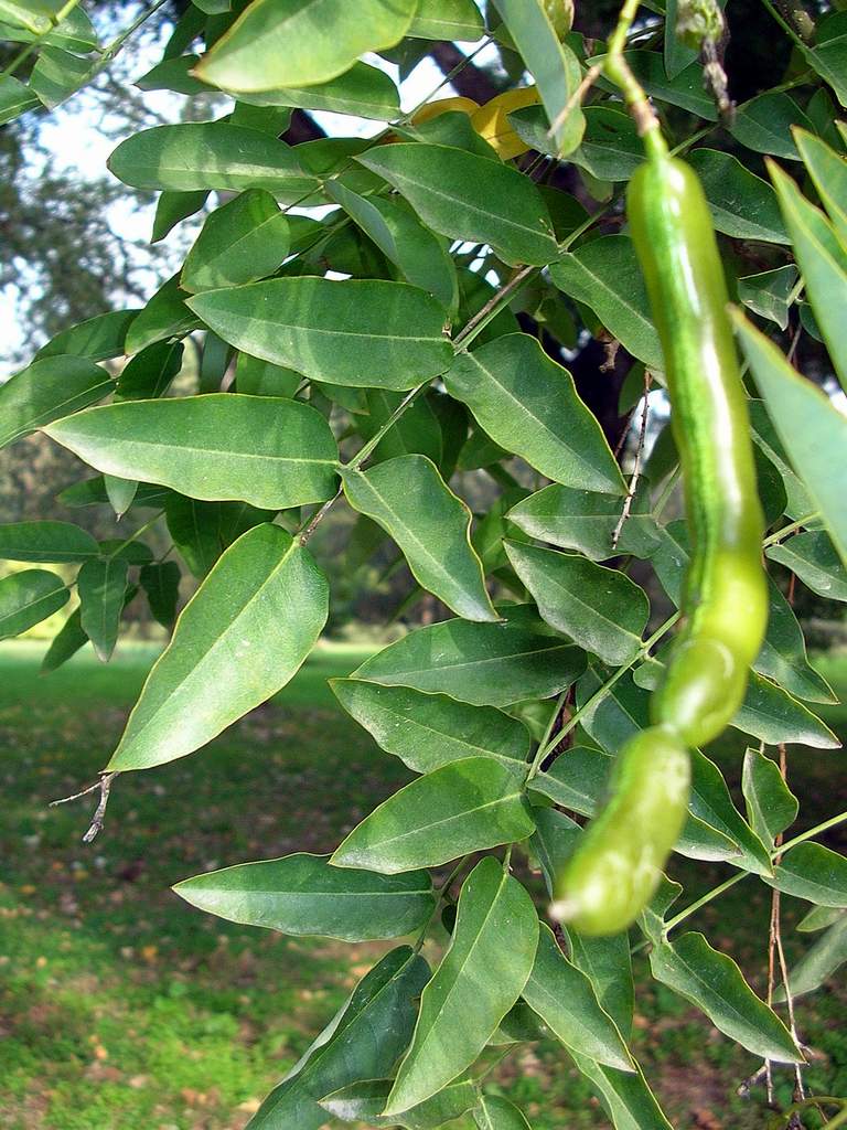 Che albero ? Styphnolobium japonicum (L.) Schott