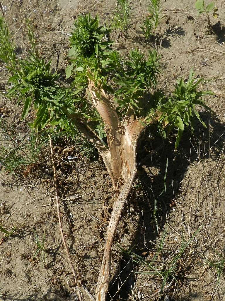 Oenothera biennis