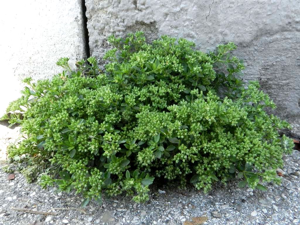 Polycarpon tetraphyllum