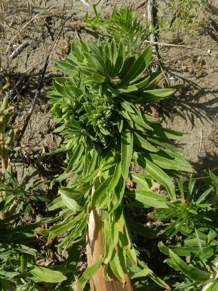 Oenothera biennis